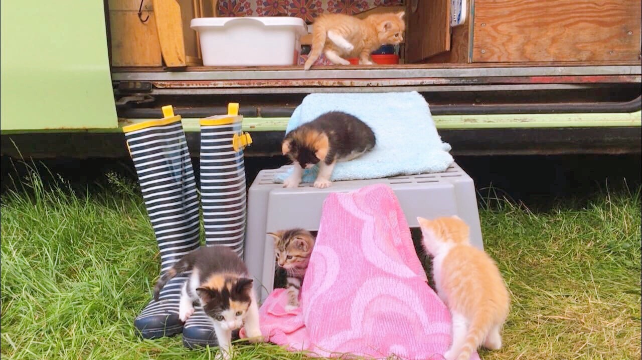 van life kittens 車中泊 猫 赤ちゃん