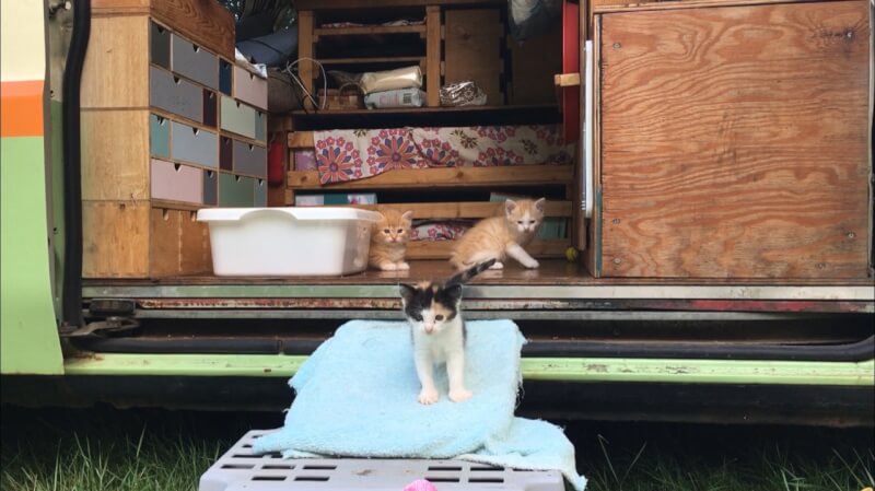 Van life cats 赤ちゃん猫と車中泊