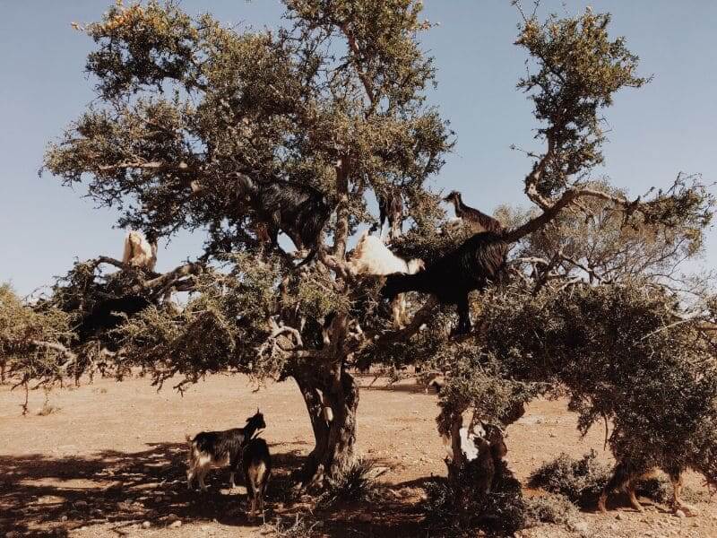 goats tree morocco