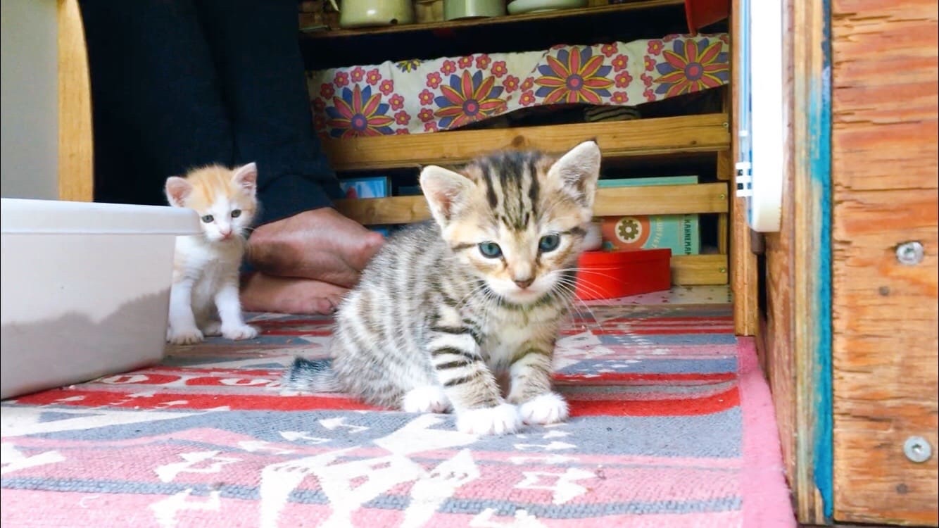 sweet kitten 赤ちゃん猫