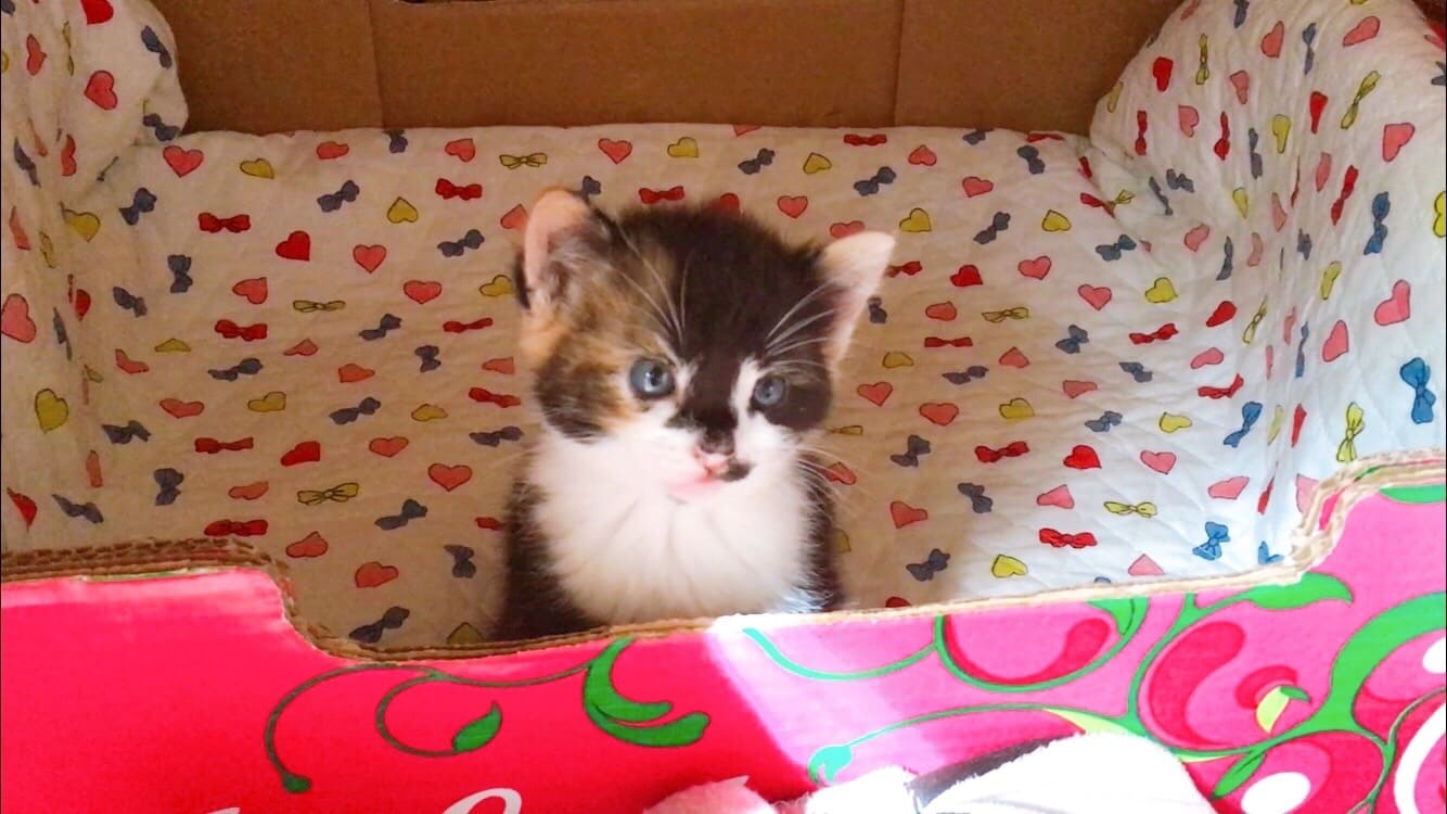 baby cat 赤ちゃん猫