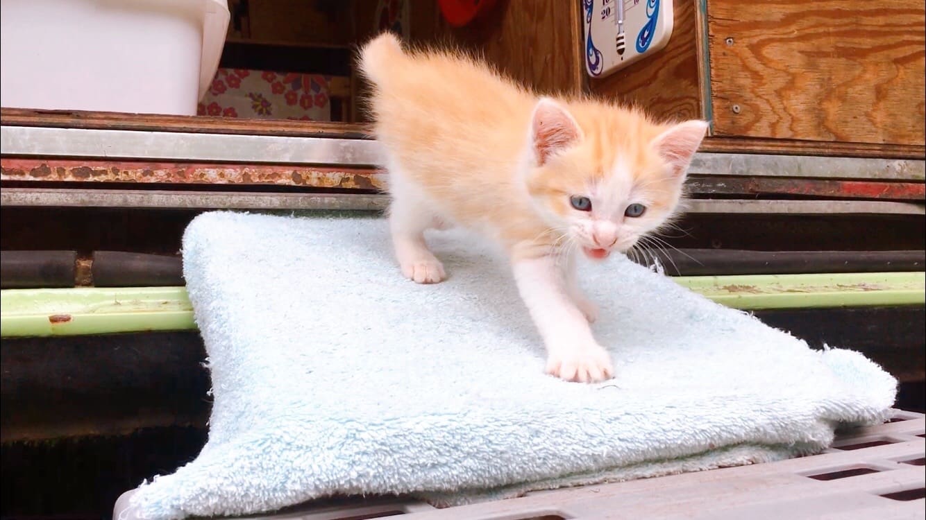 van life baby cat 赤ちゃん猫 車中泊