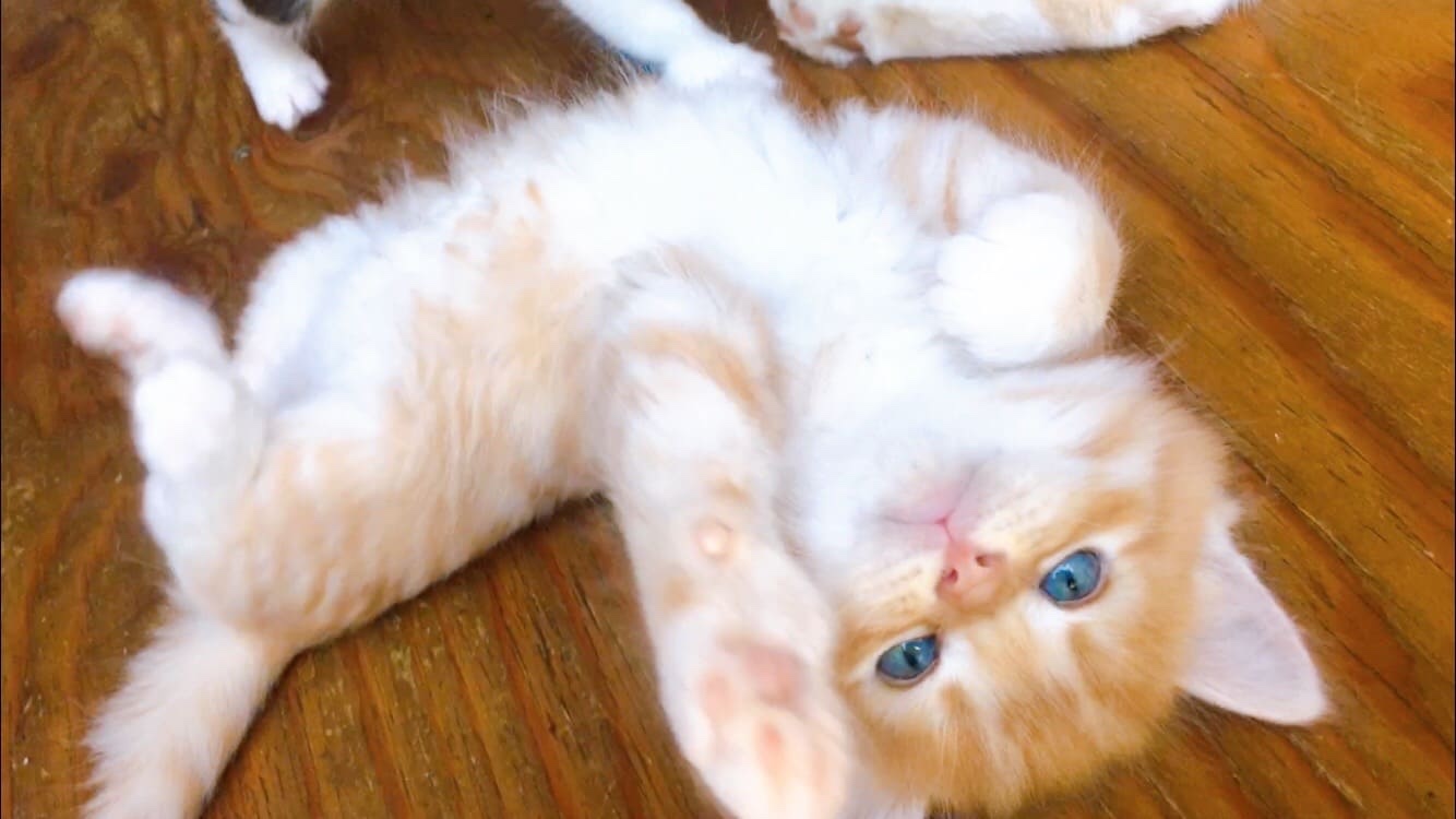 sweet kitten 赤ちゃん猫 車中泊
